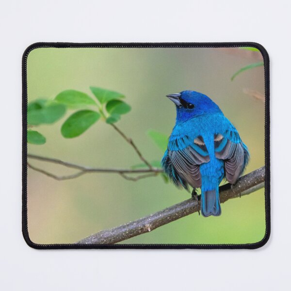 Item preview, Indigo bunting designed and sold by Raymond J Barlow.