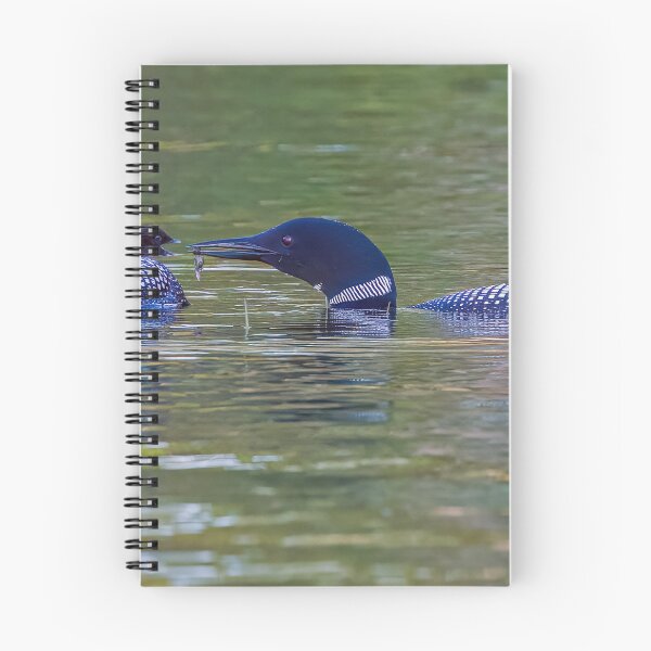Item preview, Loon Family, Feeding time! designed and sold by Raymond J Barlow.