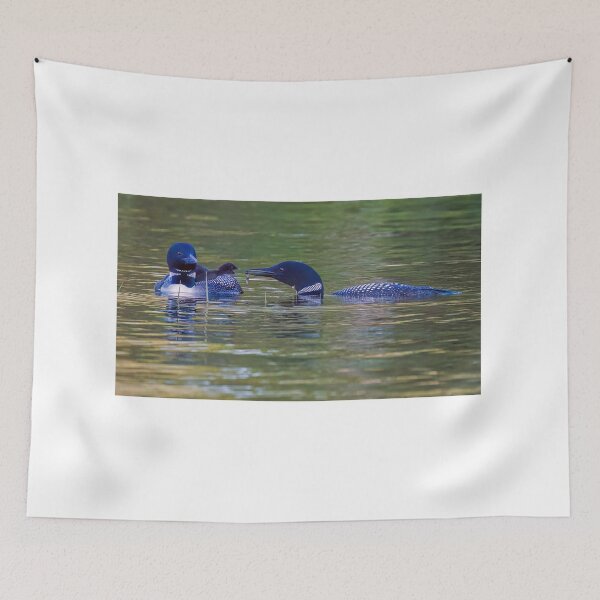 Item preview, Loon Family, Feeding time! designed and sold by Raymond J Barlow.