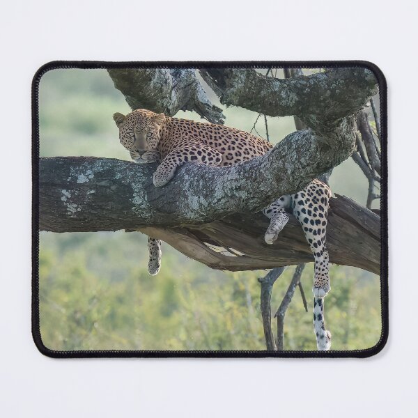 Item preview, Resting Leopard designed and sold by Raymond J Barlow.