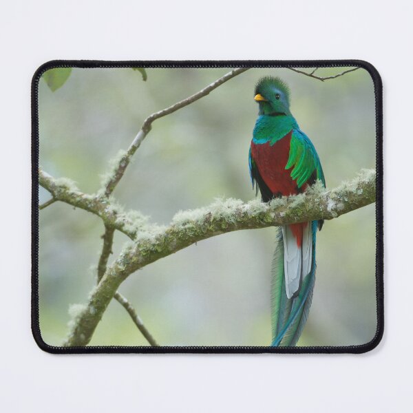 Item preview, Resplendant Quetzal designed and sold by Raymond J Barlow.