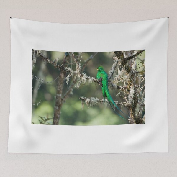 Item preview, Resplendent Quetzal designed and sold by Raymond J Barlow.