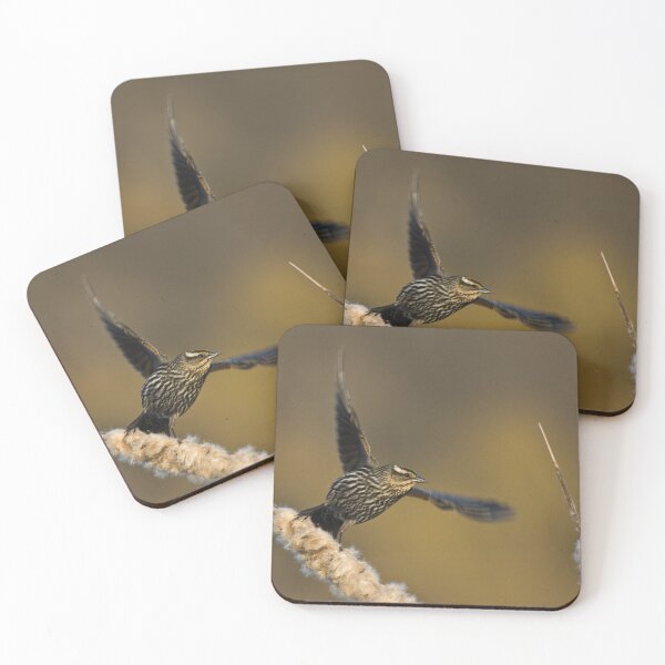 Item preview, Red-winged Blackbird in Flight, Burlington, Ontario, Canada designed and sold by Raymond J Barlow.
