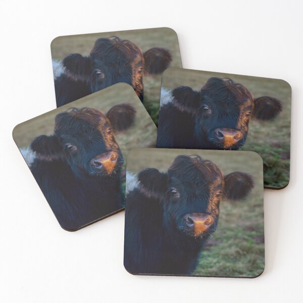 Item preview, Belted Galloway Calf designed and sold by derekbeattie.