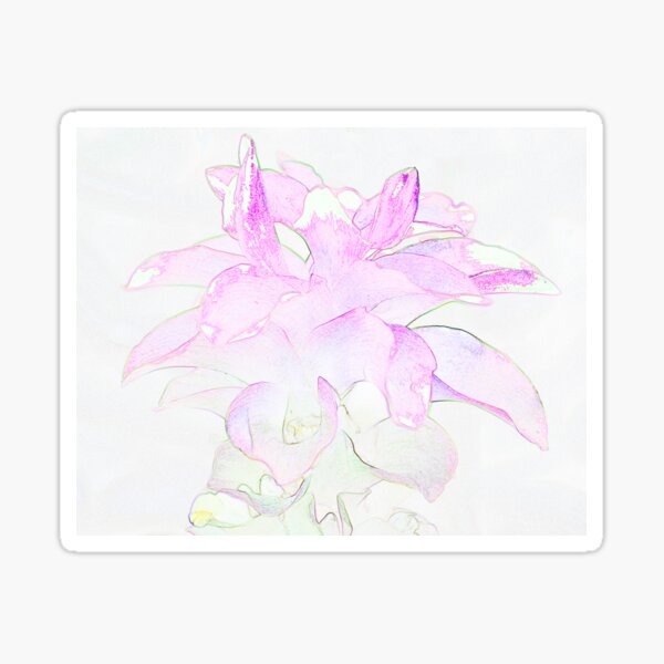 Cape York Lily Sticker