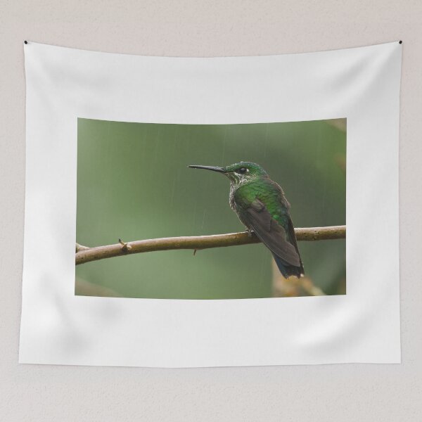 Item preview, Female Green-crowned Brilliant. designed and sold by Raymond J Barlow.