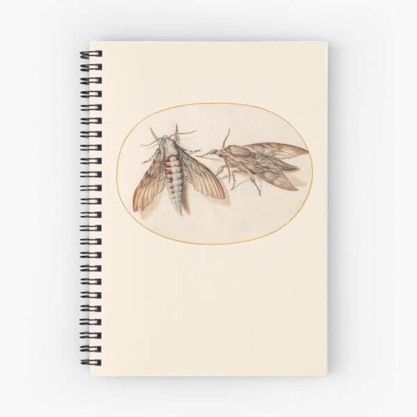 Item preview, Two hawk moths, insect miniature by Joris Hoefnagel. designed and sold by Luggnagg.