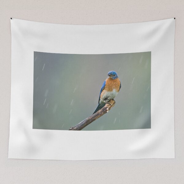 Item preview, Eastern Bluebird - Cayuga, Ontario, Canada designed and sold by Raymond J Barlow.