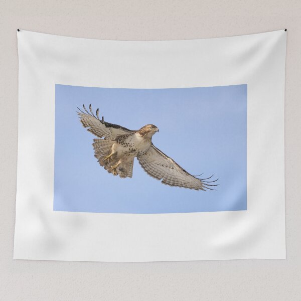 Item preview, Red-tailed Hawk 3  - Ontario, Canada designed and sold by Raymond J Barlow.