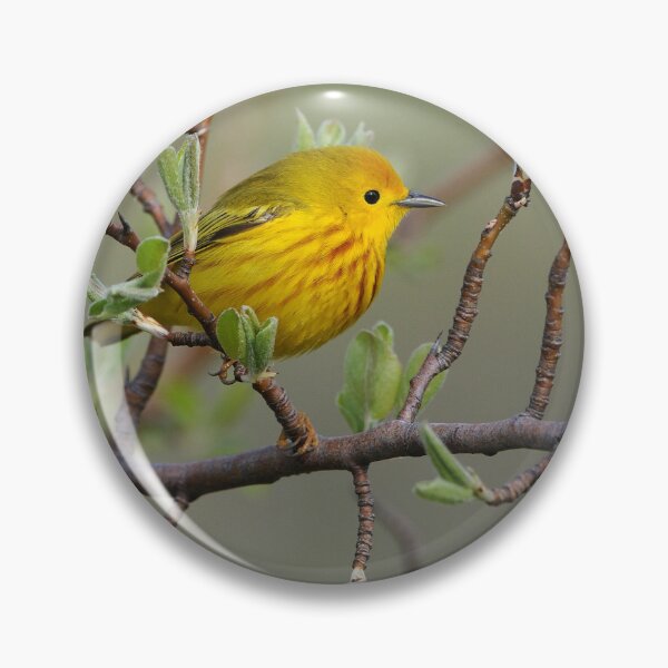 Item preview, Yellow Warbler - Ontario, Canada designed and sold by Raymond J Barlow.