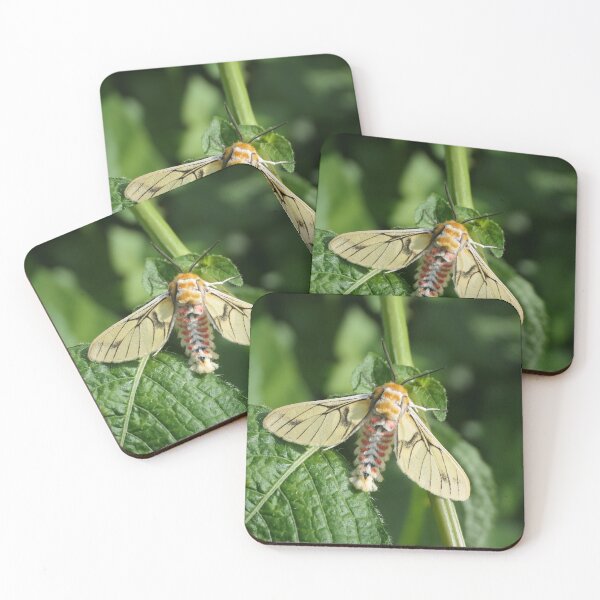 Item preview, Balacra rubrostriata / Tiger Moth / Arctiinae  designed and sold by Entomologist.