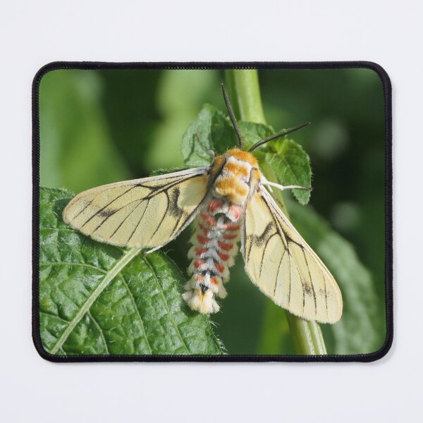 Item preview, Balacra rubrostriata / Tiger Moth / Arctiinae designed and sold by Entomologist.