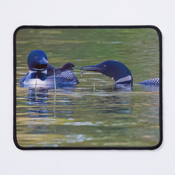 Item preview, Loon Family, Feeding time! designed and sold by Raymond J Barlow.