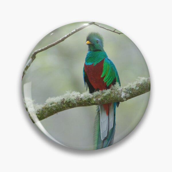 Item preview, Resplendant Quetzal designed and sold by Raymond J Barlow.