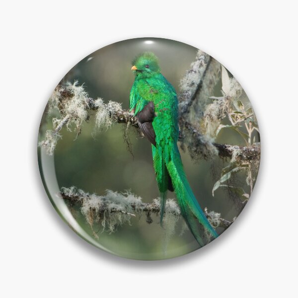 Item preview, Resplendent Quetzal designed and sold by Raymond J Barlow.