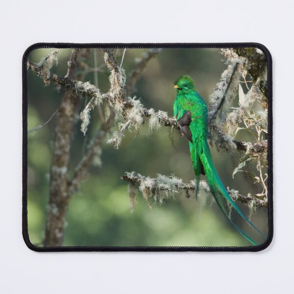 Item preview, Resplendent Quetzal designed and sold by Raymond J Barlow.