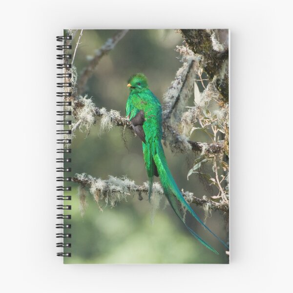 Item preview, Resplendent Quetzal designed and sold by Raymond J Barlow.