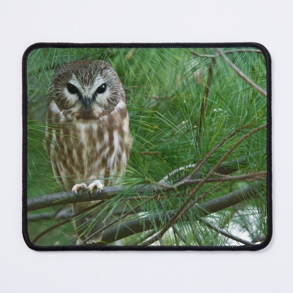 Item preview, Saw-whet Owl 4 - Ontario, Canada designed and sold by Raymond J Barlow.