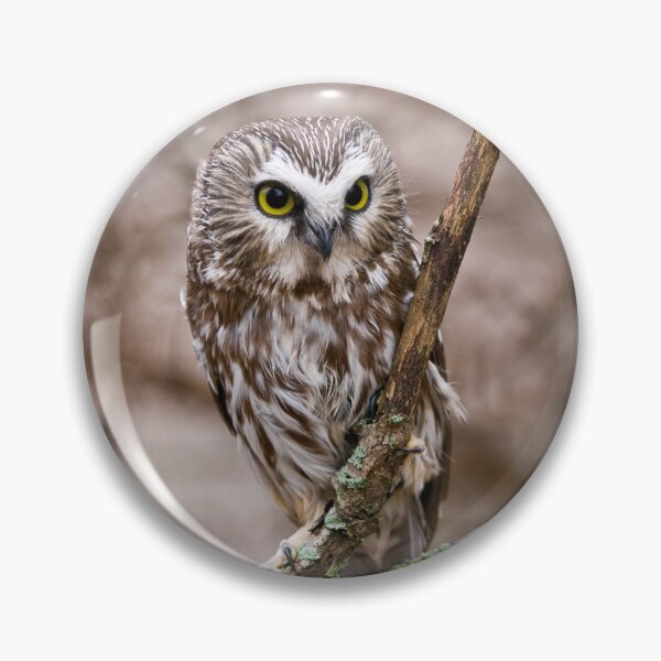 Item preview, Saw-whet Owl 3 - Ontario, Canada designed and sold by Raymond J Barlow.