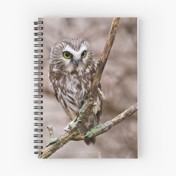 Item preview, Saw-whet Owl 3 - Ontario, Canada designed and sold by Raymond J Barlow.