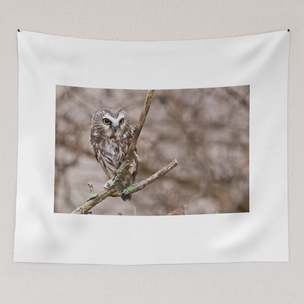 Item preview, Saw-whet Owl 3 - Ontario, Canada designed and sold by Raymond J Barlow.