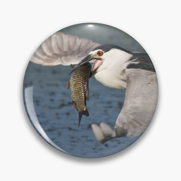 Item preview, Black-crowned Night Heron - Hamilton, Ontario, Canada designed and sold by Raymond J Barlow.