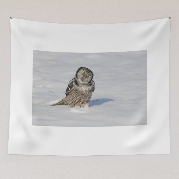 Item preview, Northern Hawk Owl - Stoney Creek Ontario, Canada designed and sold by Raymond J Barlow.