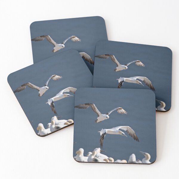 Item preview, Northern Gannet in Flight 2 - Newfoundland, Canada designed and sold by Raymond J Barlow.