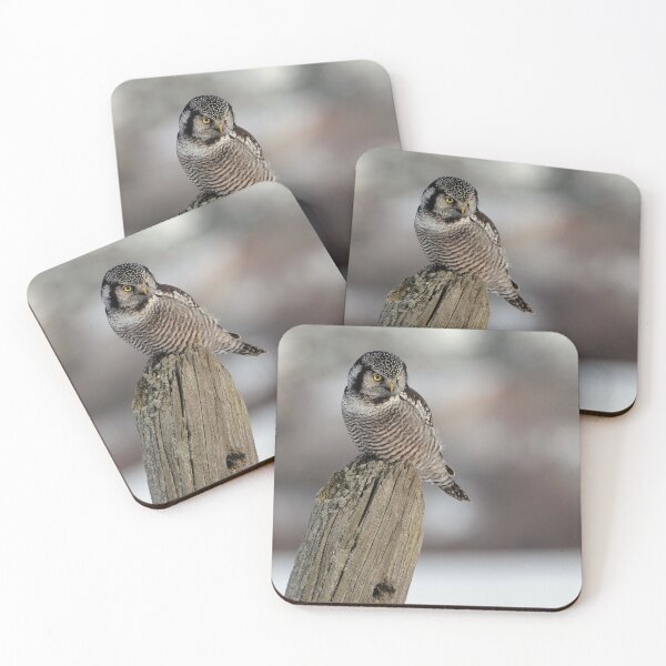 Item preview, Northern Hawk Owl Hunting designed and sold by Raymond J Barlow.