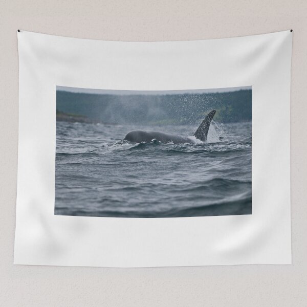 Item preview, Orca  at Newfoundland, Canada designed and sold by Raymond J Barlow.