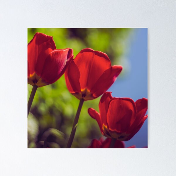 Item preview, Tulipanes flores rojas designed and sold by SabinasDesigns.