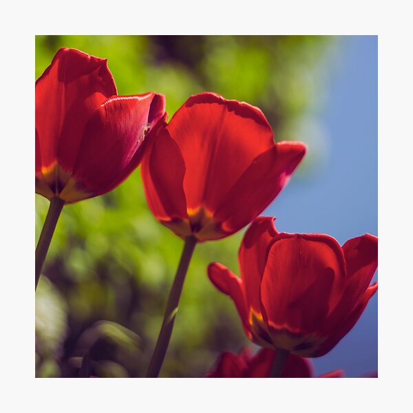 Item preview, Tulips red flowers designed and sold by SabinasDesigns.