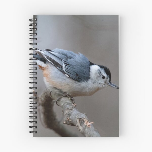Item preview, Perched Bird before Flight  designed and sold by Nicholas Biddle.