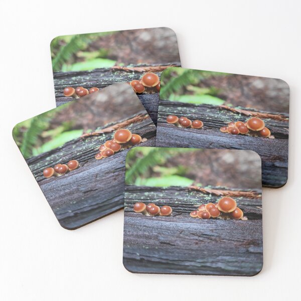 Item preview, fungi on a dead redwood. designed and sold by Ram-studios.