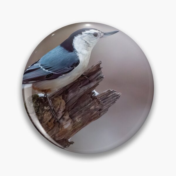 Item preview, White breasted nuthatch designed and sold by Raymond J Barlow.