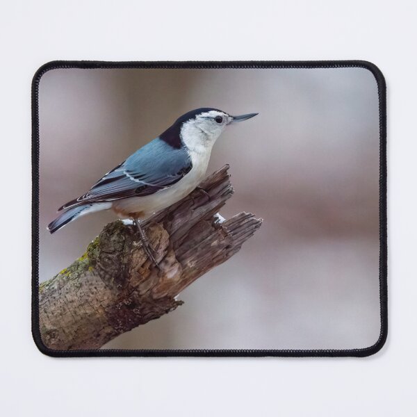 Item preview, White breasted nuthatch designed and sold by Raymond J Barlow.
