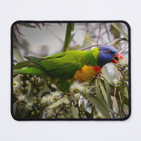 Item preview, Rainbow lorikeet chomping - bird designed and sold by Tara Smithson.