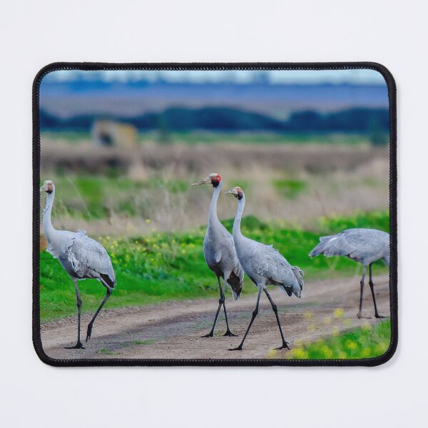 Item preview, Brolgas on a journey designed and sold by Kathie Thomas.