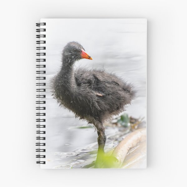 Item preview, Dusky Moorhen Chick designed and sold by Kathie Thomas.