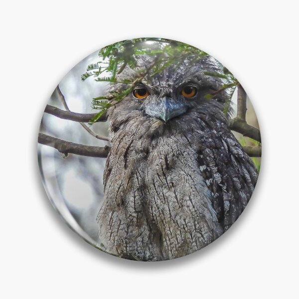 Item preview, Tawny Frogmouth giving me that stare designed and sold by Kathie Thomas.
