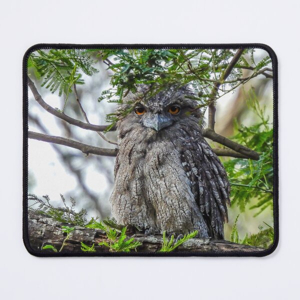 Item preview, Tawny Frogmouth giving me that stare designed and sold by Kathie Thomas.