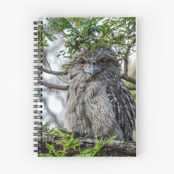Item preview, Tawny Frogmouth giving me that stare designed and sold by Kathie Thomas.
