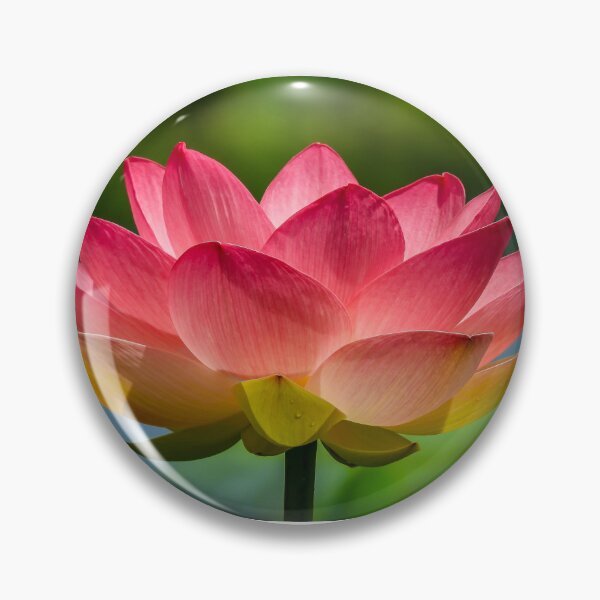 Item preview, Pink Lotus Flower designed and sold by Kathie Thomas.