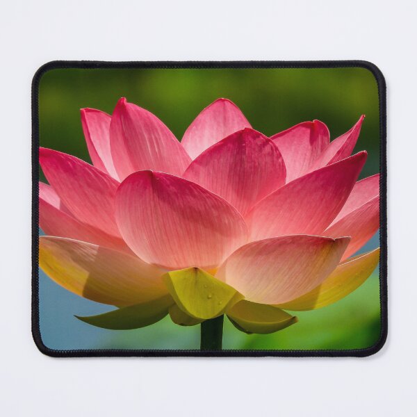Item preview, Pink Lotus Flower designed and sold by Kathie Thomas.