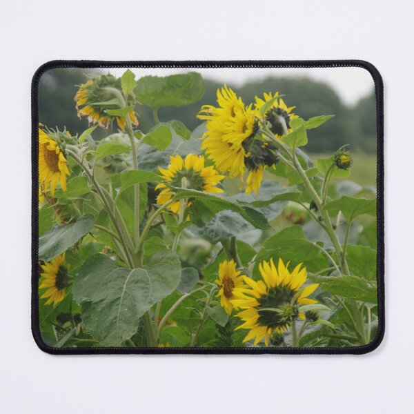 Item preview, Sunflowers In A Field designed and sold by lezvee.