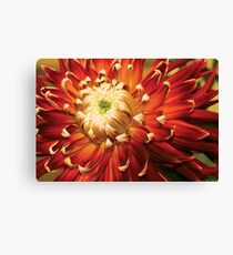 Dahlia - Nature's Radiance Canvas Print