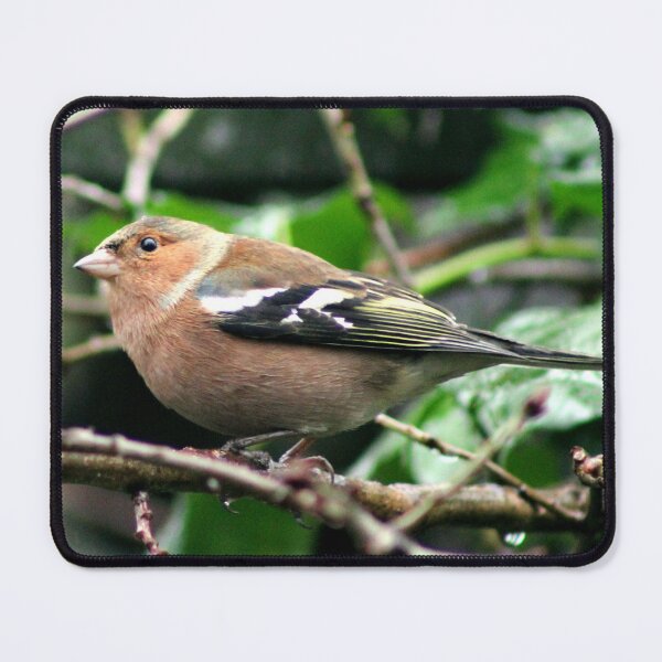 Item preview, chaffinch designed and sold by KathleenDawson.