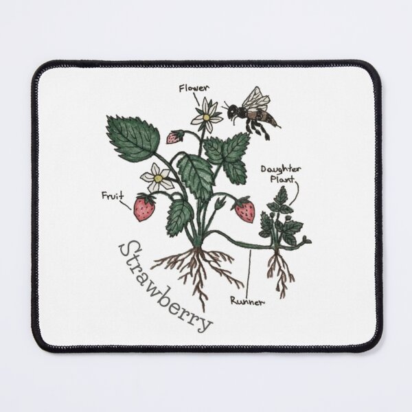 Item preview, Strawberry Plant Diagram Illustration  designed and sold by ColordCreations.