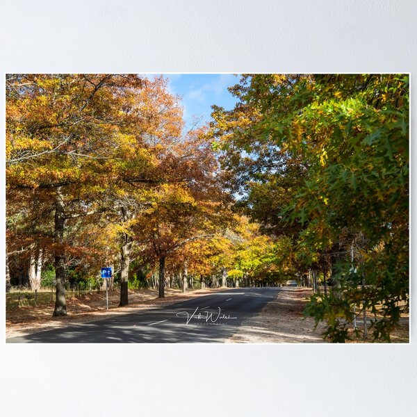 Item preview, Honour Avenue, Mount Macedon, Victoria, Australia. designed and sold by Vicki Walsh.
