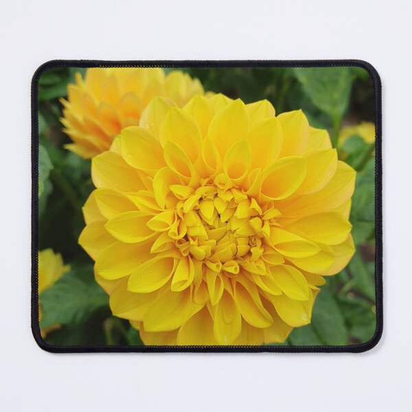 Item preview, Yellow Dahlias 2 designed and sold by Claire L Page Photography.